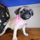 Ballerina Pug 04