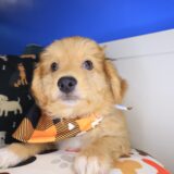 Baltic Aussiedoodle 01