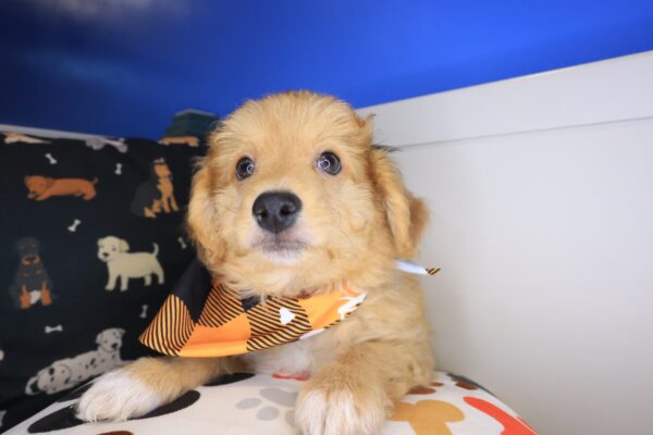 Baltic Aussiedoodle 01