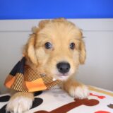 Baltic Aussiedoodle 03