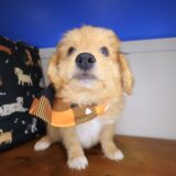Baltic Aussiedoodle 04