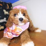 Banshee Cavapoo 01