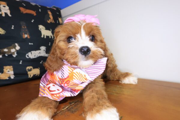 Banshee Cavapoo 01