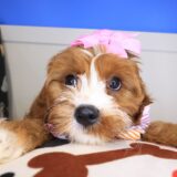 Banshee Cavapoo 02