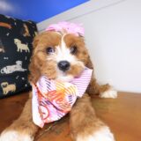 Banshee Cavapoo 03