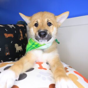 Basil Shiba Inu 01 Basil Shiba Inu 01