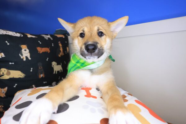 Basil Shiba Inu 01