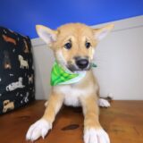 Basil Shiba Inu 02