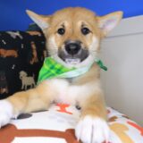 Basil Shiba Inu 03