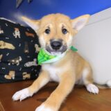 Basil Shiba Inu 04
