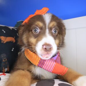 Bea Australian Shepherd 01 Bea Australian Shepherd 01