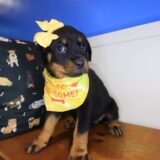 Bell Rottweiler 01