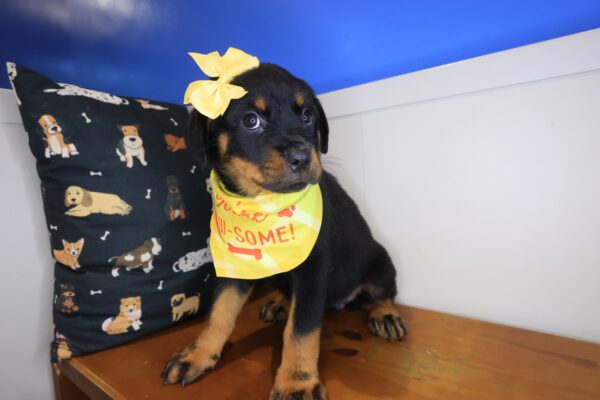 Bell Rottweiler 01