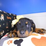 Bell Rottweiler 02