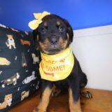 Bell Rottweiler 03