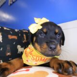 Bell Rottweiler 04
