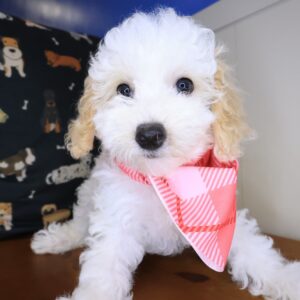 Bella Bichapoo 01 Bella Bichapoo 01