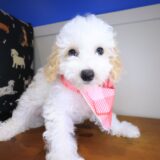 Bella Bichapoo 02