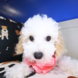 Bella Bichapoo 03