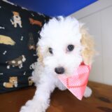 Bella Bichapoo 04