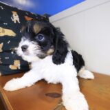 Bernie Cavapoo 01