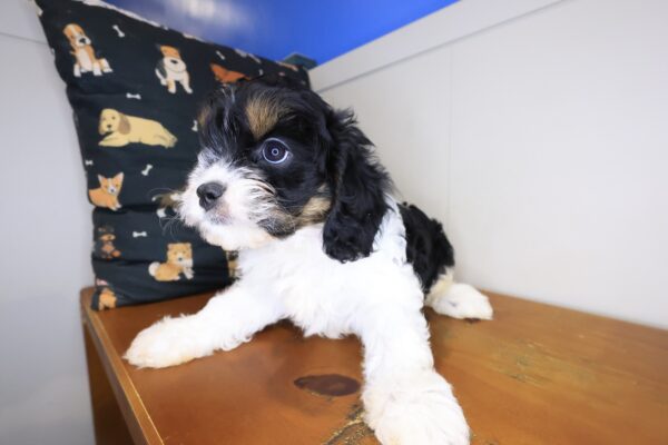 Bernie Cavapoo 01