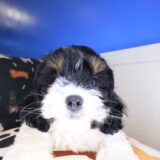Bernie Cavapoo 02
