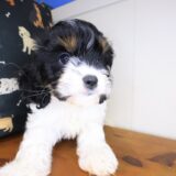 Bernie Cavapoo 03