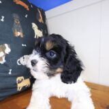 Bernie Cavapoo 04