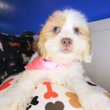 Bindi Teddy Bear 03