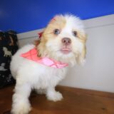 Bindi Teddy Bear 04