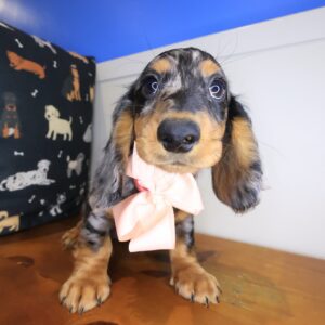 Bliss Dachshund 01 Bliss Dachshund 01