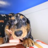Bliss Dachshund 02