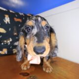 Bliss Dachshund 03