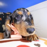 Bliss Dachshund 04