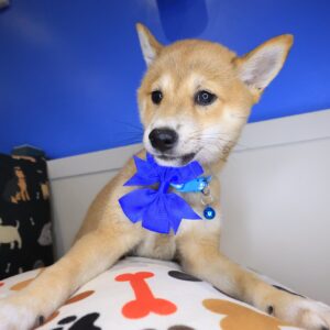Blossom Shiba Inu 01