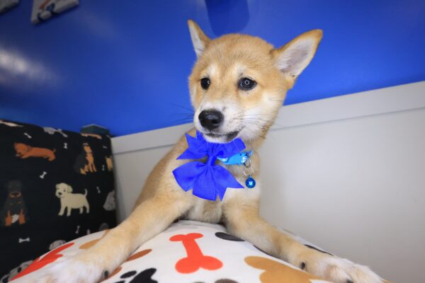 Blossom Shiba Inu 01