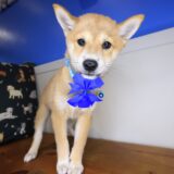 Blossom Shiba Inu 02
