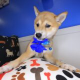 Blossom Shiba Inu 03