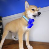 Blossom Shiba Inu 04