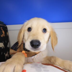 Bobby Golden Retriever 01 Bobby Golden Retriever 01