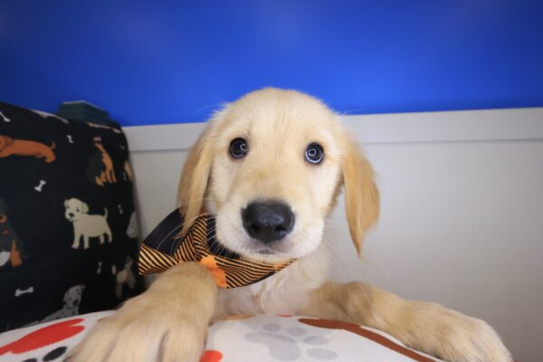 Bobby Golden Retriever 01