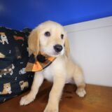 Bobby Golden Retriever 02