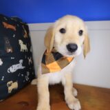 Bobby Golden Retriever 03