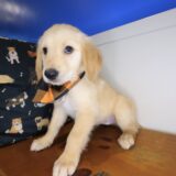 Bobby Golden Retriever 04