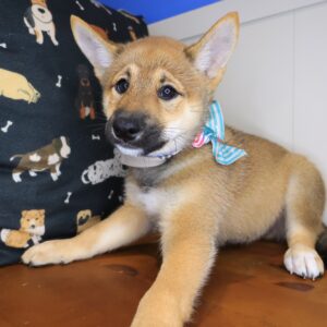 Bodhi Shiba Inu 01 Bodhi Shiba Inu 01
