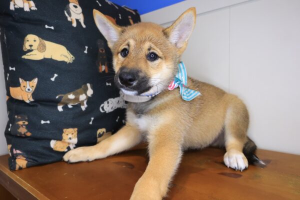 Bodhi Shiba Inu 01