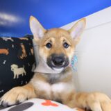 Bodhi Shiba Inu 02