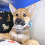 Bodhi Shiba Inu 03