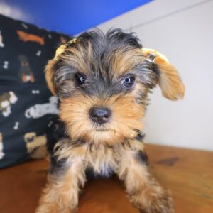 Boe Yorkshire Terrier 01 Boe Yorkshire Terrier 01